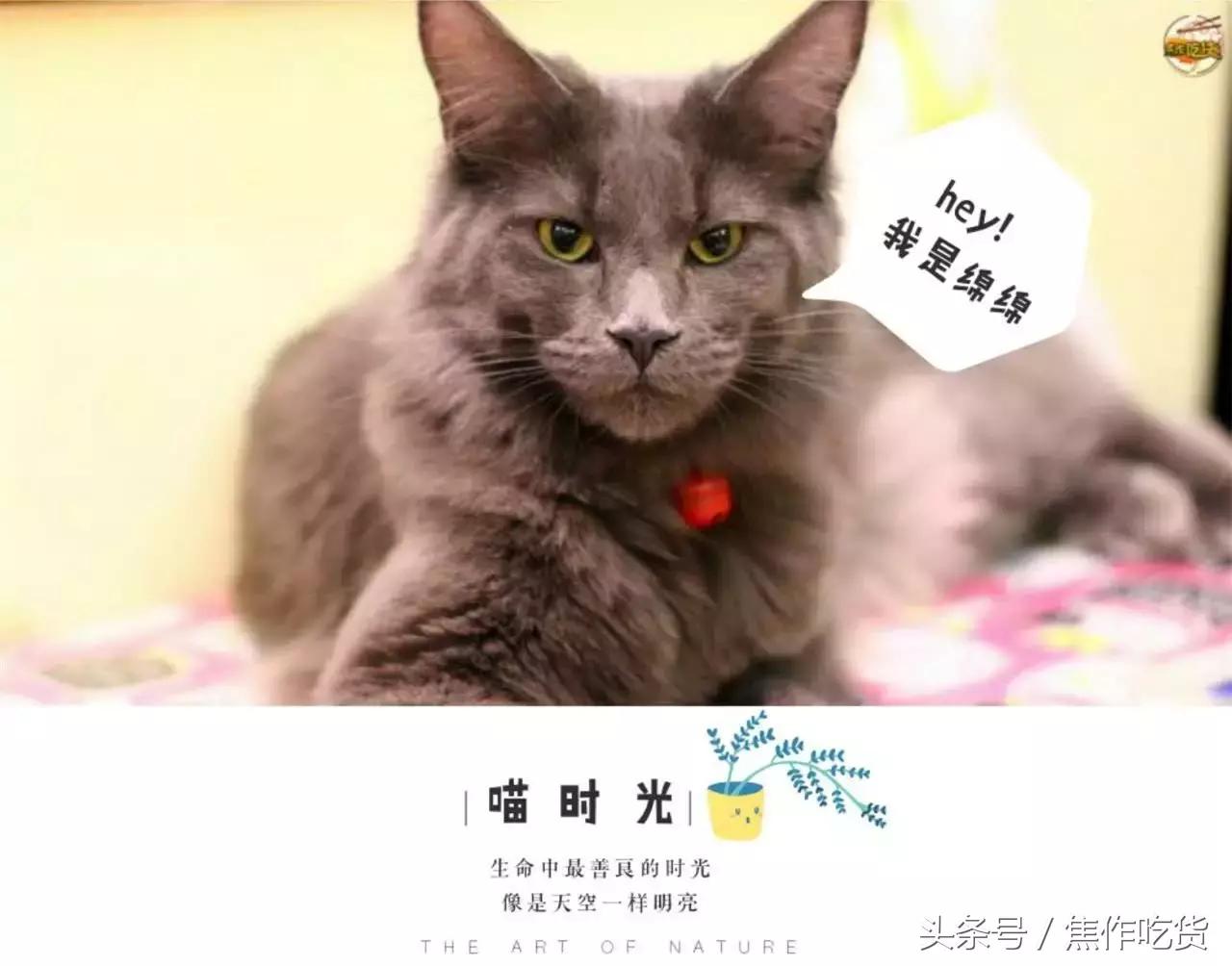 猫咖郑州焦作,焦作猫咖推荐