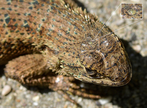 人类曾经确实有“第三只眼”，现在还隐藏在大脑中！