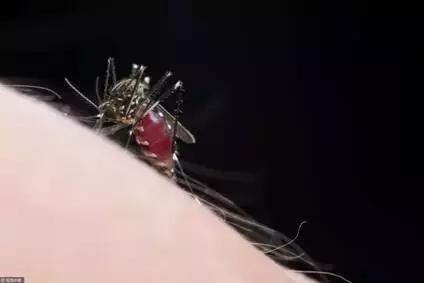 为什么夏天蚊子多冬天蚊子少,夏天很多蚊子怎么消灭这些蚊子呢