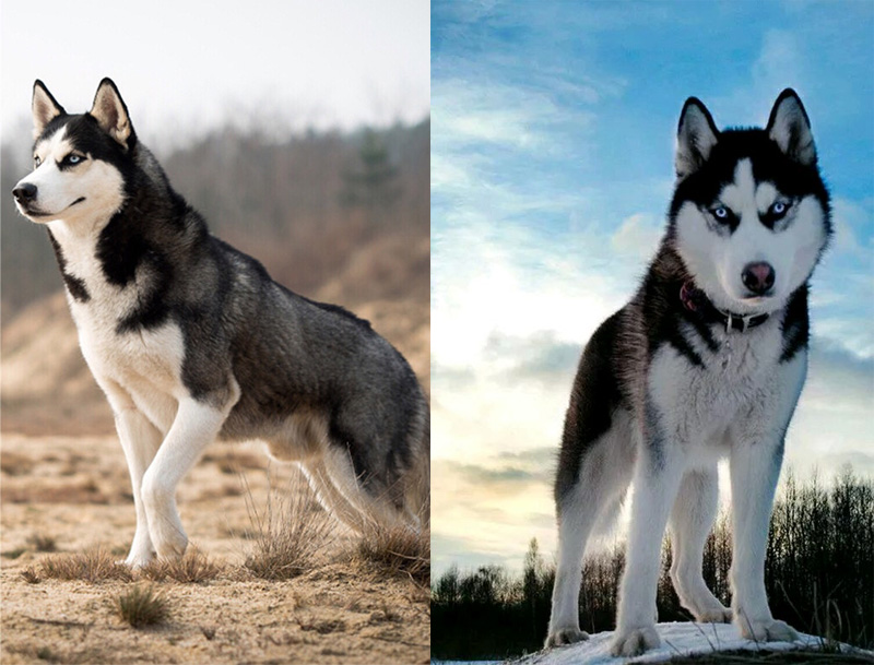 西伯利亚雪橇犬哈士奇领头犬,哈士奇西伯利亚雪橇犬奔跑视频