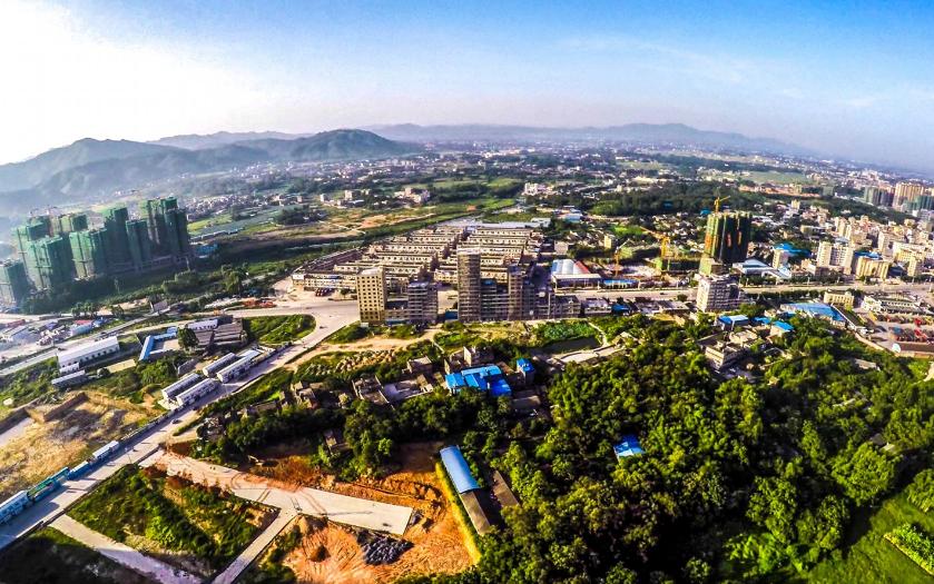 广西博白县桂圆柚之乡,广西博白桂圆2023批发价格