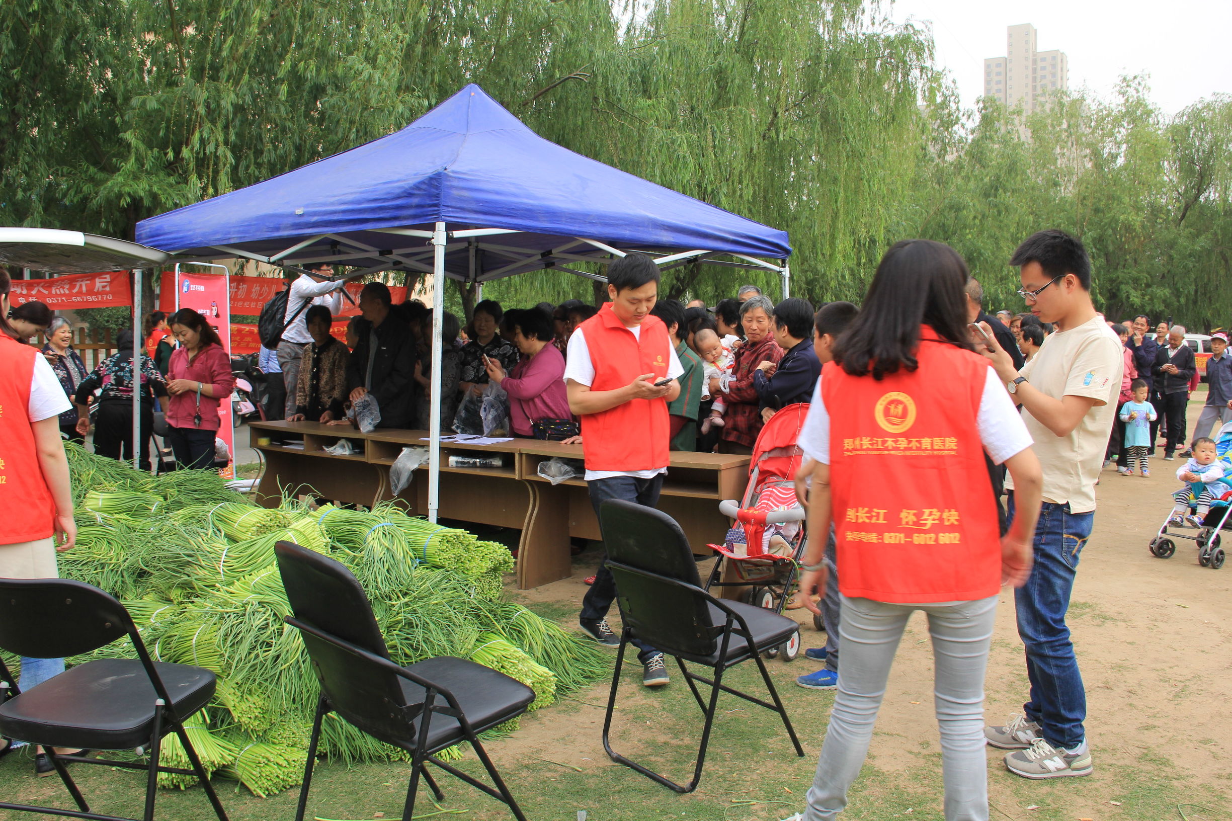 河南蒜薹最新消息,河南蒜薹滞销