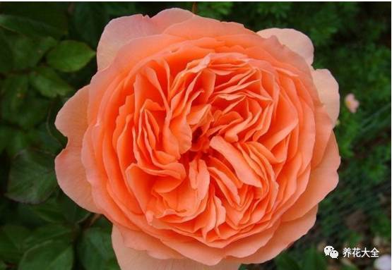 最美最高端的30款月季 (十种绝美的月季)