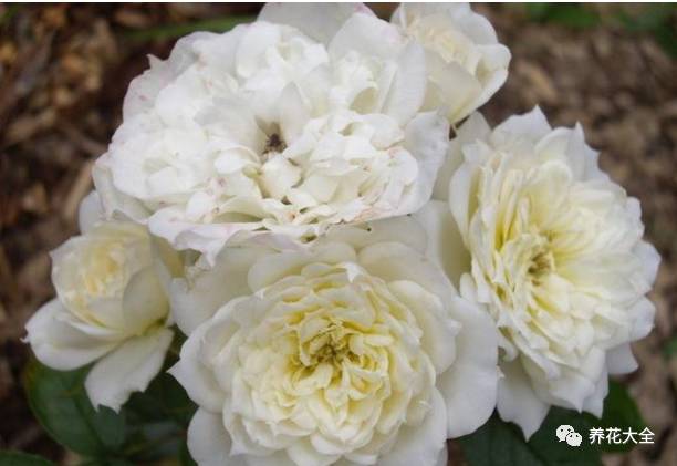 最美的十款月季品种推荐 (十种绝美的月季)