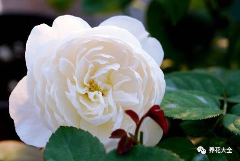 最美最高端的30款月季 (十种绝美的月季)