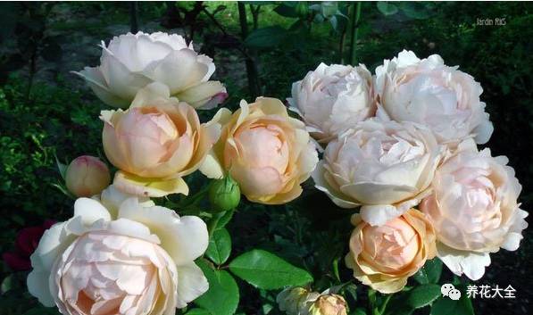 最美最高端的30款月季 (十种绝美的月季)