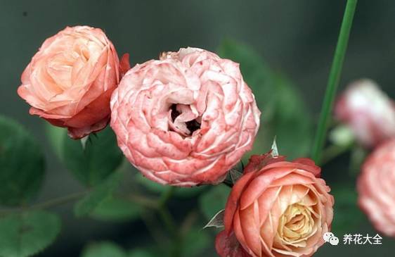 最美最高端的30款月季 (十种绝美的月季)