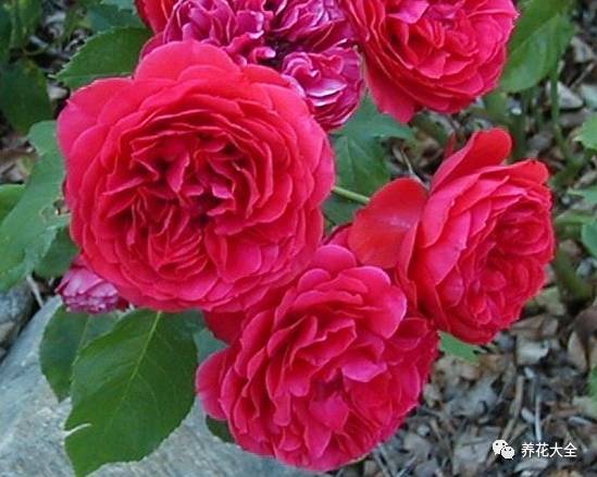 最美的十款月季品种推荐 (十种绝美的月季)