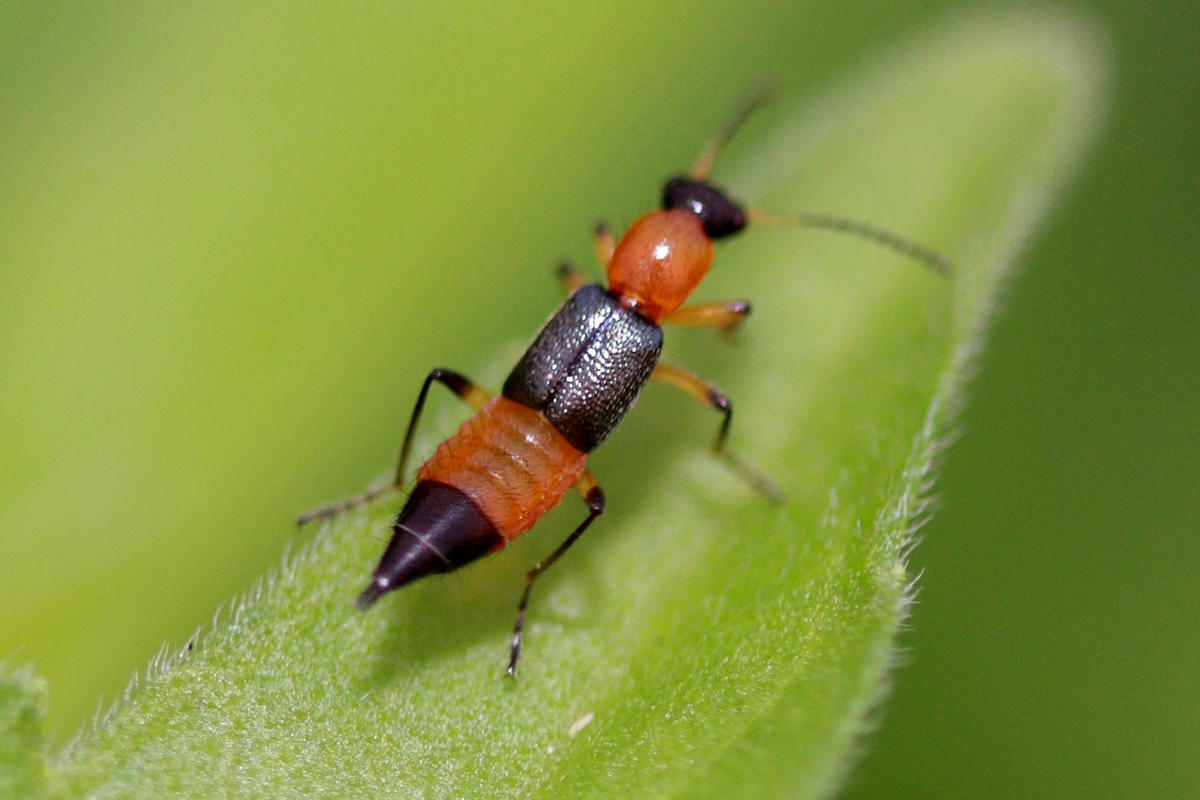 夏天来了家里的虫子好多怎么办,夏天要来了小心蚊虫