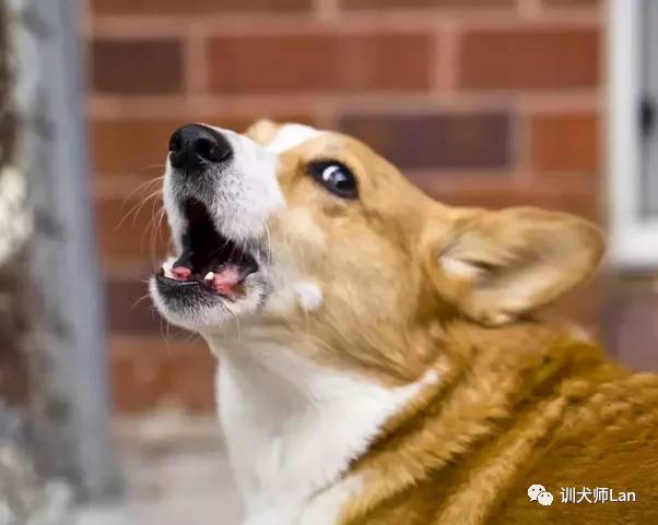 英国女王的爱犬，可爱的小短腿，全能的“农场犬”——柯基犬