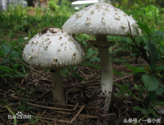 盘点一些毒蘑菇,剧毒蘑菇千万别碰