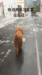 巨型泰迪不仅很拉风还是个小土豪，网友表示：投胎真是个技术活，突然觉得人不如汪