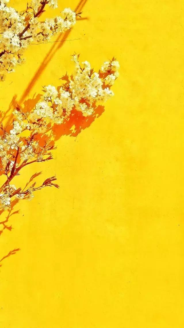 4月照片,4月的照片大全