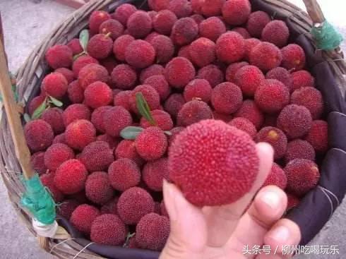 摘杨梅一键成片,杨梅采摘园柳州