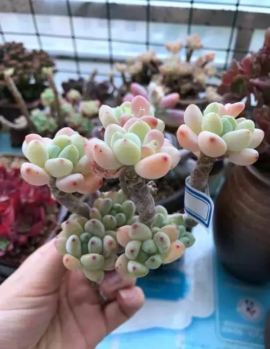 高价多肉老桩也能造假，1年当5年卖！