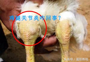 养鸡鸡爪肿了怎么回事,养鸡鸡爪弯曲是什么病的症状