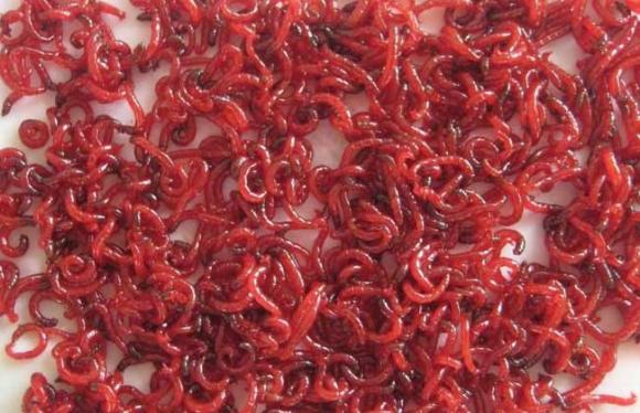 几种常见的饵料,常见的鱼虾蟹的饵料是什么