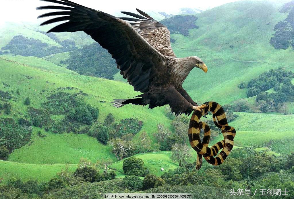 平头哥怕哪种蟒蛇的毒,可以杀掉平头哥的蟒蛇排名