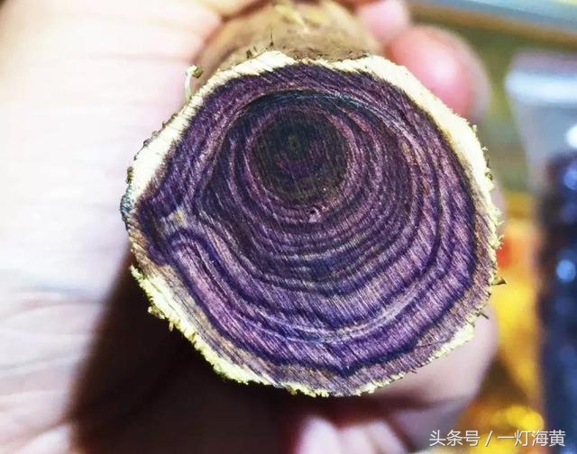 降香“有毒”,爱上海黄就是条“不归路”,带您领略真正在海黄