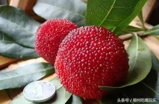 摘杨梅一键成片,杨梅采摘园柳州