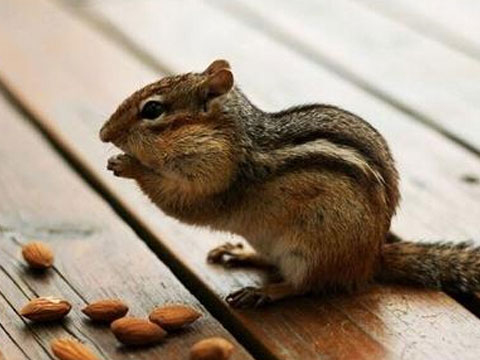 金花松鼠可以吃熟玉米吗,金花松鼠可以吃花生吗