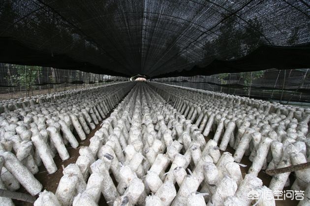 农村比较赚钱的种植养殖项目,农村种植养殖什么项目好