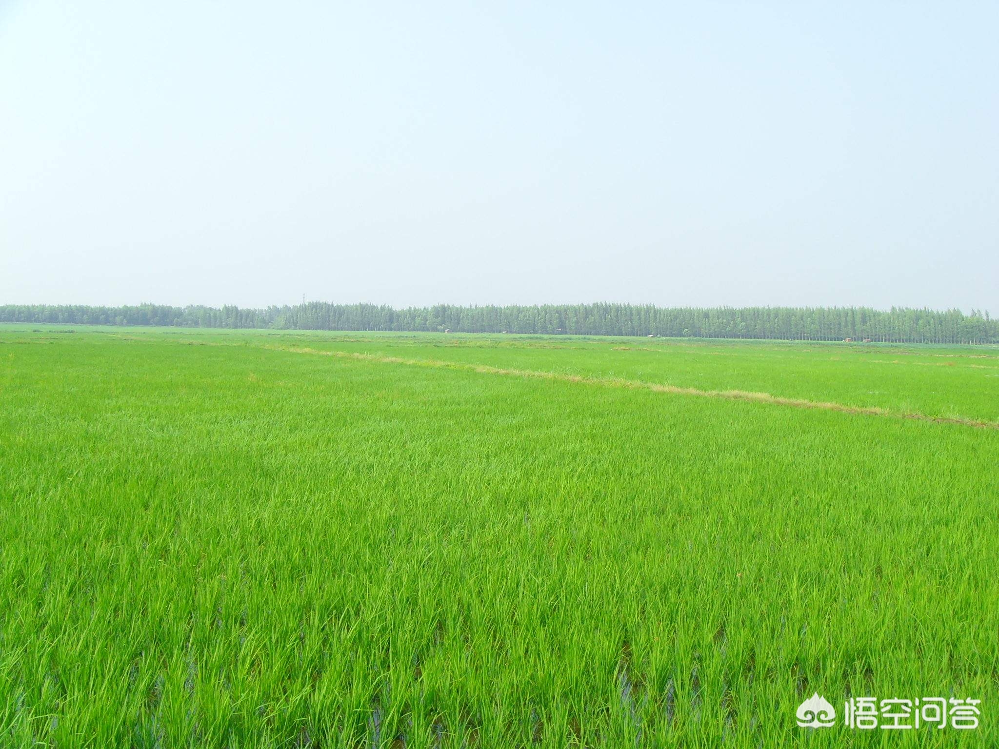 东北农业可持续发展,看看东北农村是什么样的