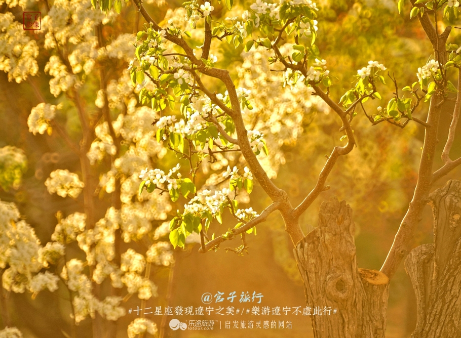 闾山四月梨花似海，源于大朝阳梨花老祖