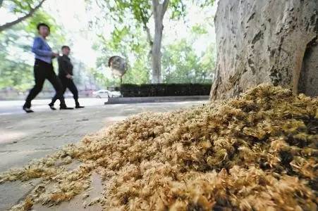 南京人被毛絮絮害惨了,今天给你一剂解药!