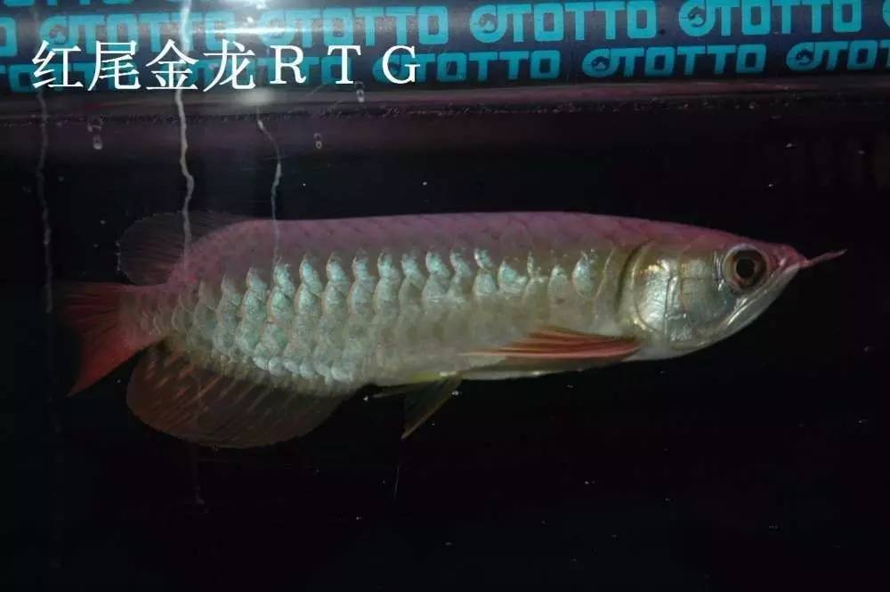 b级过背金龙一般价格多少,顶级蓝底过背金龙欣赏