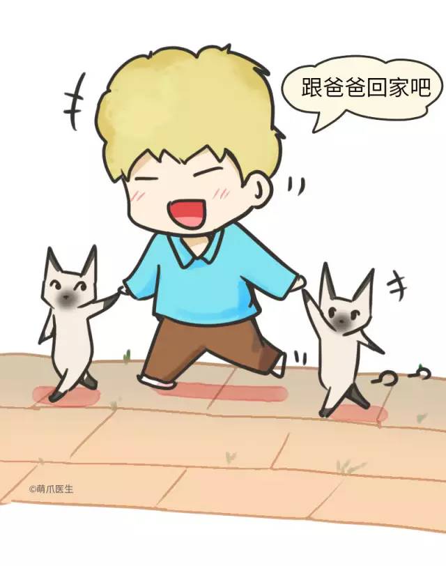 暹罗猫挖煤,挖煤队长暹罗猫