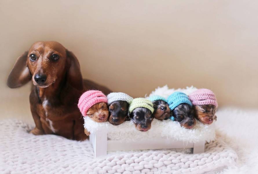 给狗喂饭要喂多少,给狗刷牙的知识