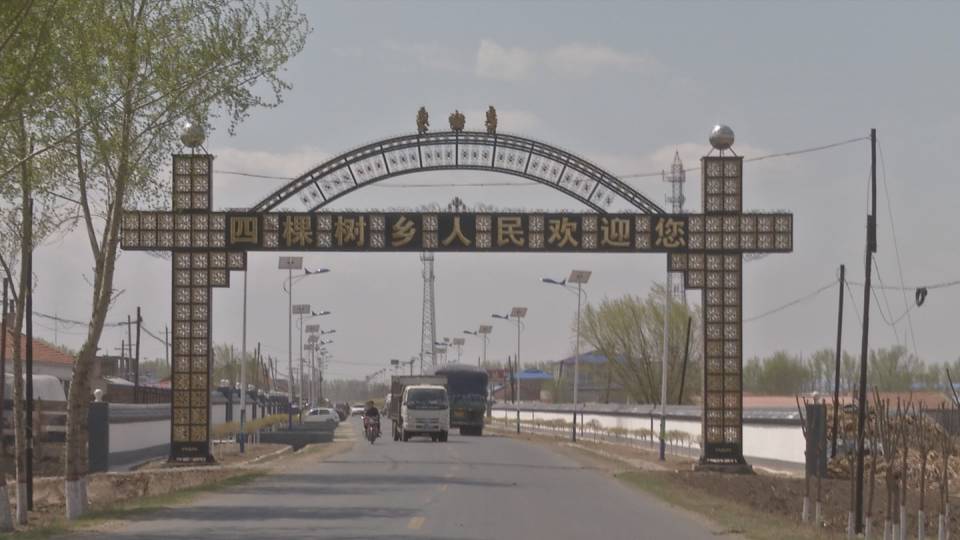 百日会战绿化苗木栽植,百日会战