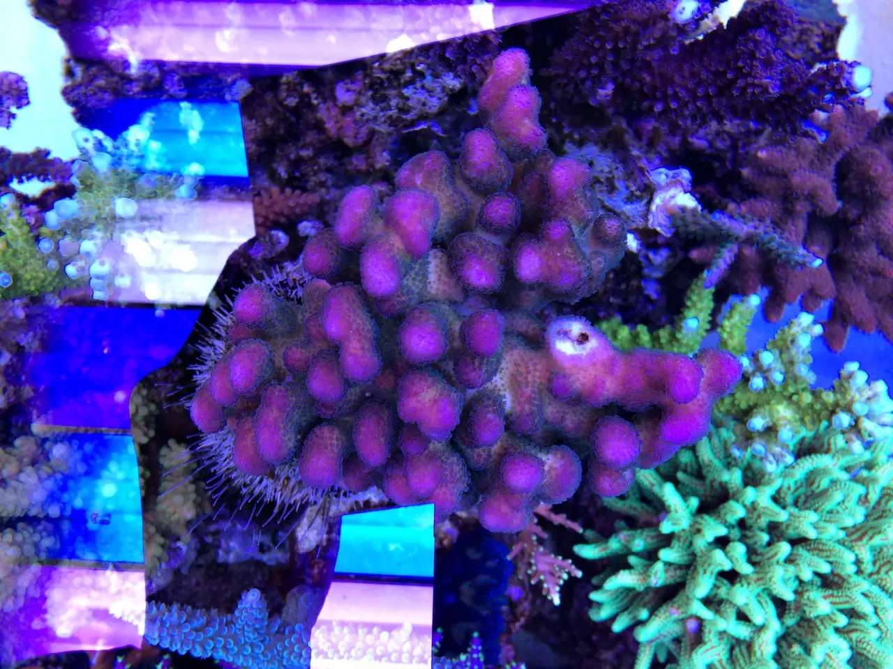 自来水+SPS+屌丝=？