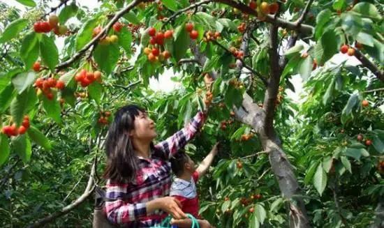 洛阳新安县樱桃采摘园,洛阳樱桃沟摘樱桃