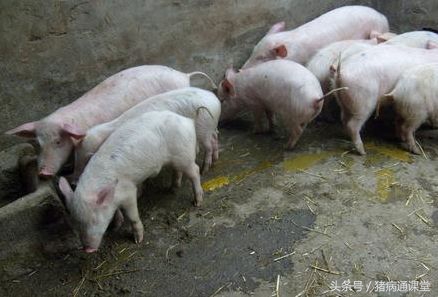 猪喘气腹式呼吸还拉稀,猪由流感引起的咳嗽喘气怎么治疗