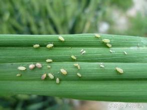 小麦蚜虫防治的最佳时期,防治小麦蚜虫农药价格
