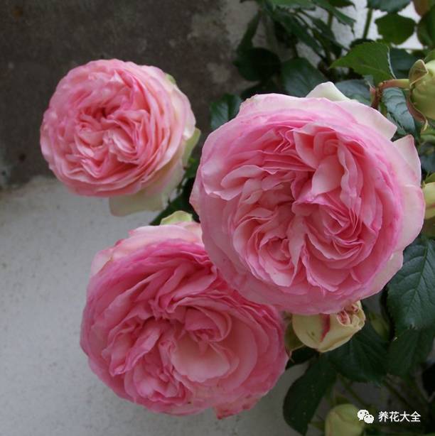 最美最高端的30款月季 (十种绝美的月季)