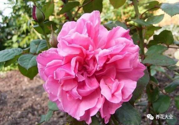 最美最高端的30款月季 (十种绝美的月季)