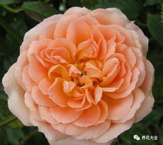 最美的十款月季品种推荐 (十种绝美的月季)