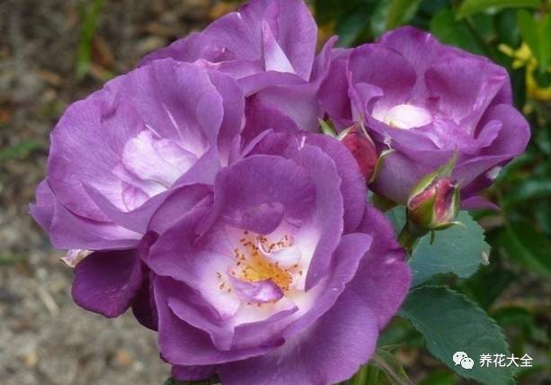 最美最高端的30款月季 (十种绝美的月季)