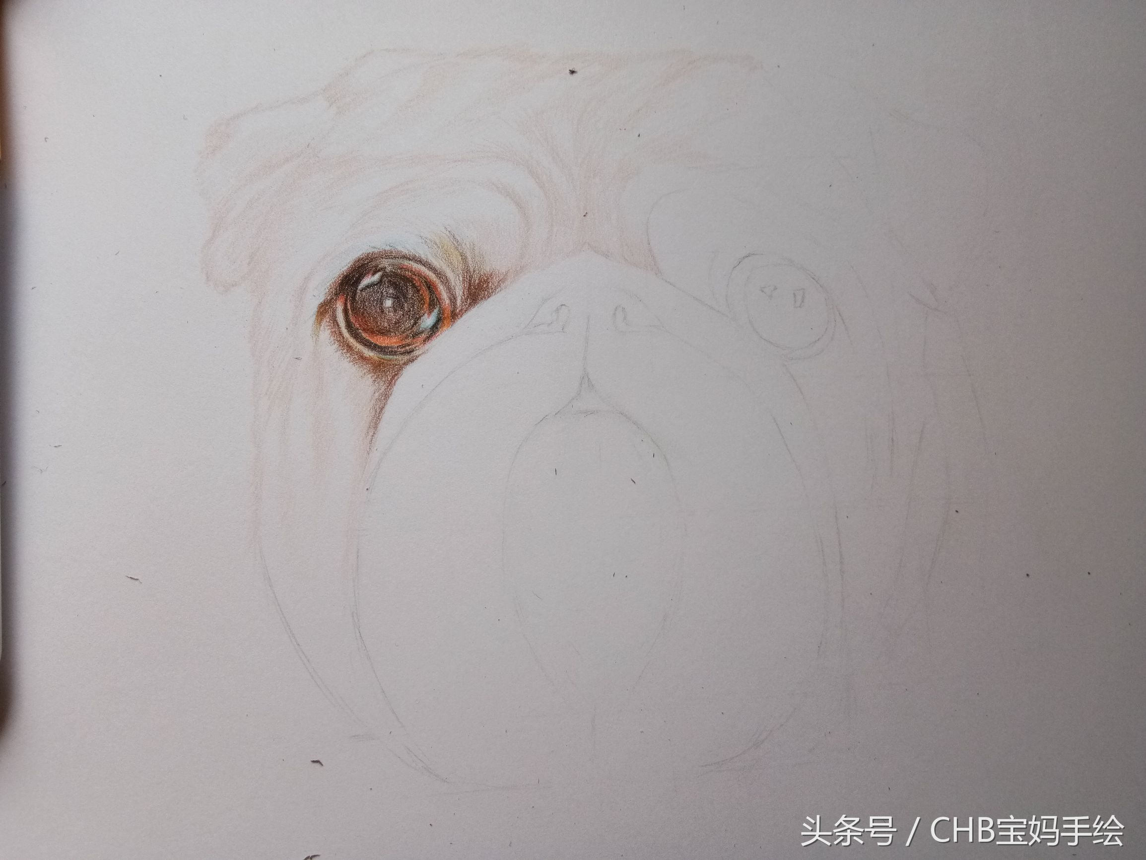 零基础学铅笔画入门小狗,零基础自学彩铅画入门教程