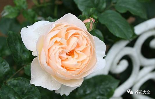 最美的十款月季品种推荐 (十种绝美的月季)