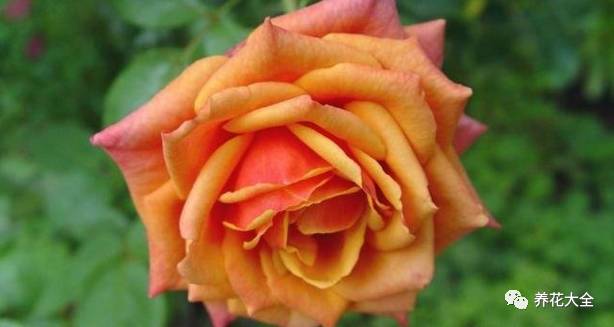 最美的十款月季品种推荐 (十种绝美的月季)