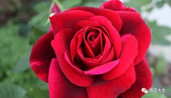 最美的十款月季品种推荐 (十种绝美的月季)