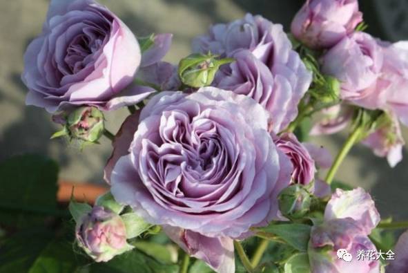 最美的十款月季品种推荐 (十种绝美的月季)