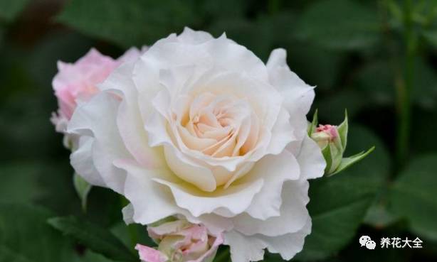 最美最高端的30款月季 (十种绝美的月季)