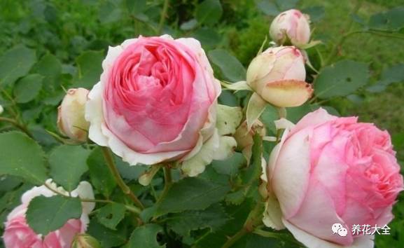 最美最高端的30款月季 (十种绝美的月季)