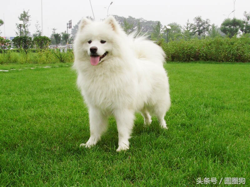 世界名犬拉布拉多犬,世界名犬萨摩耶