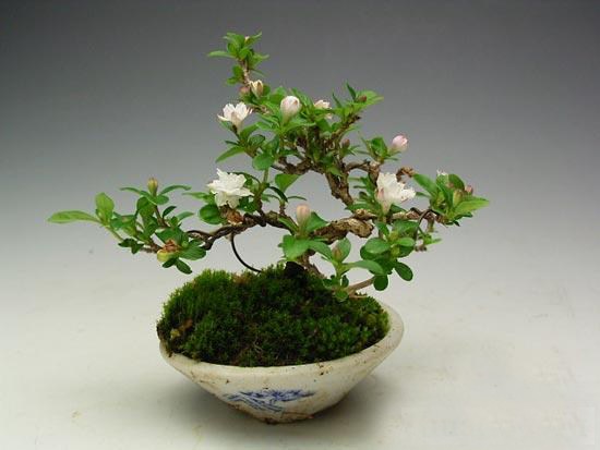 关于我国盆景艺术特色的论文,中国盆景艺术鉴赏论文